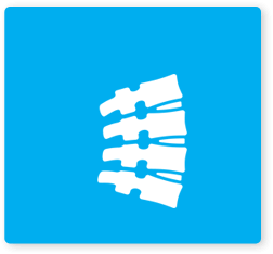 spine