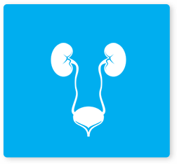 urinary tract