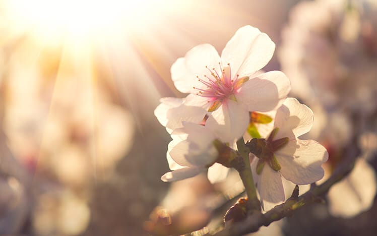 Умора и главоболие през пролетта - как да се справим с тях? Пролетта предизвика мигрена